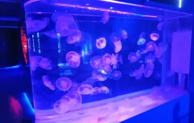 A large aquarium with transparent jellyfish under blue-violet lighting at the Jellyfish Museum in Kyiv
