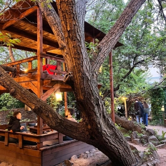 Chaguan in Kyiv - large tree growing through wooden outdoor tea pavilion
