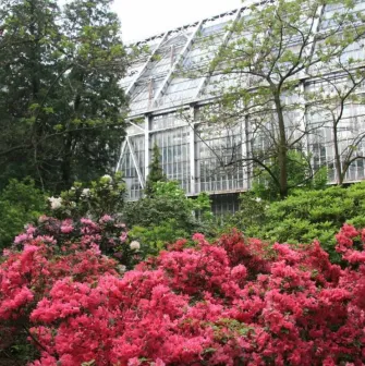 Bright pink azaleas in front of the large greenhouse of the Fomin Botanical Garden