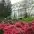 fomin botanical garden 3