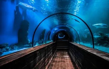 Okeanarium Morska Kazka in Kyiv - underwater glass tunnel allowing visitors to walk surrounded by sharks and fish