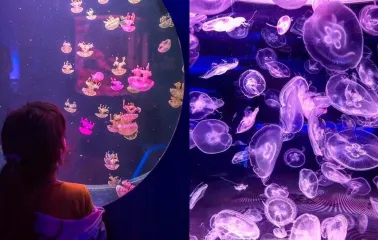 A visitor looks at jellyfish in a large round aquarium at the Jellyfish Museum in Kyiv