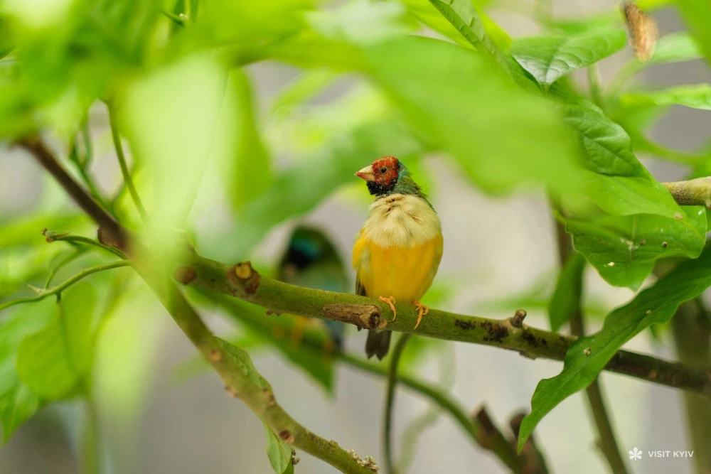 A small colorful bird sitting on a branch at "Butterfly Planet" on VDNG in Kyiv