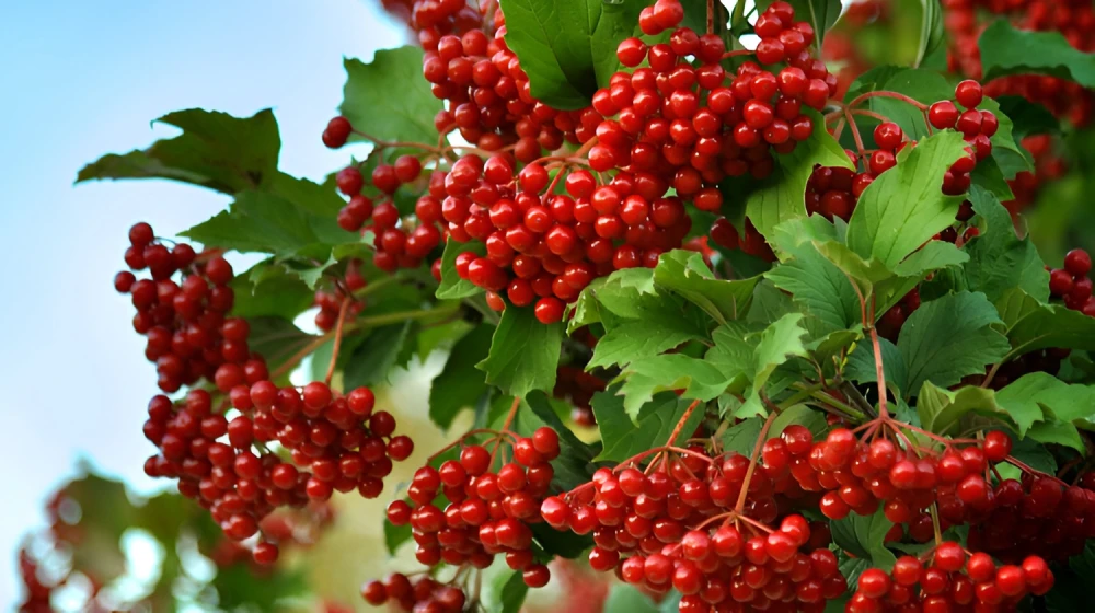 A bunch of ripe red viburnum berries