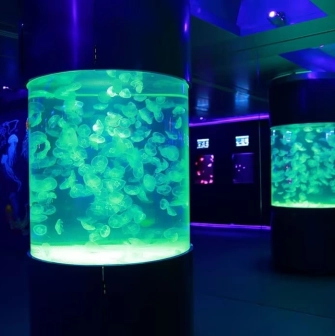 Aquariums with jellyfish in the Museum of Jellyfish in Kyiv