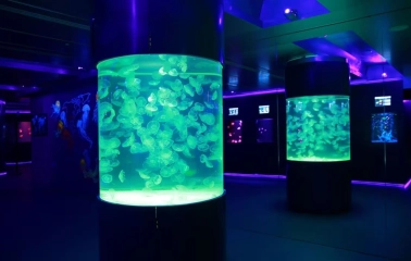 Aquariums with jellyfish in the Museum of Jellyfish in Kyiv