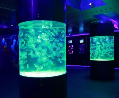 Aquariums with jellyfish in the Museum of Jellyfish in Kyiv