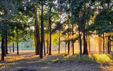 Park Partyzanskoi Slavy in Kyiv - enchanting forest scene with golden sunset rays streaming through the tall pine