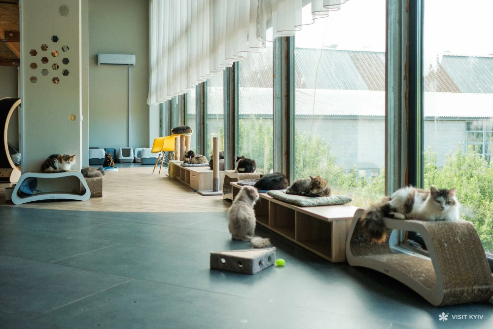 A spacious cat room at Patron Pet Center on VDNG in Kyiv