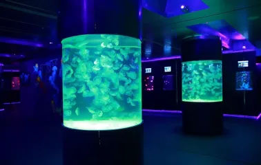 Aquariums with jellyfish in the Museum of Jellyfish in Kyiv