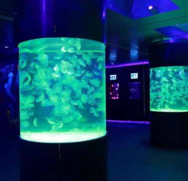 jellyfish museum 2