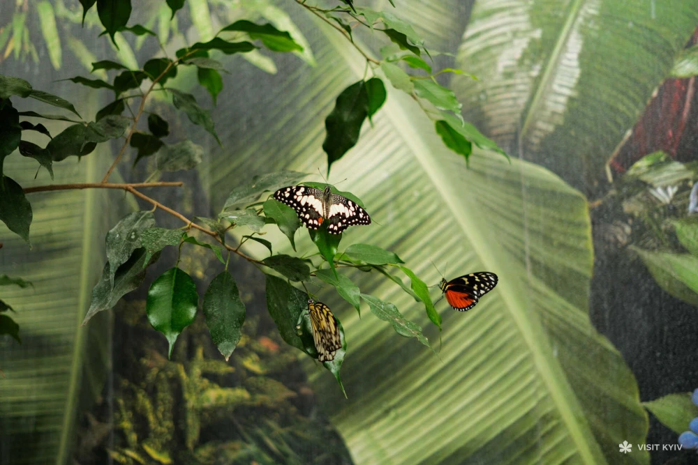 Several colorful butterflies resting on green leaves indoors