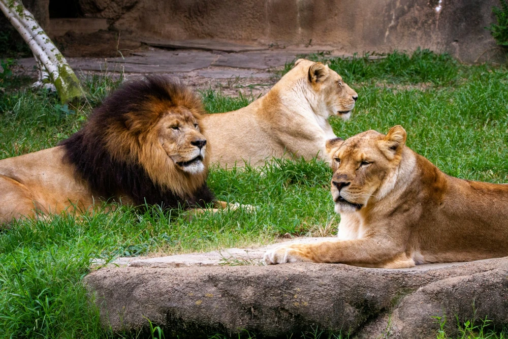 gallery-swiper__item-img