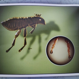 Mykola Syadristy Microminiatures Museum in Kyiv - extreme close-up photo of the famous "Shod Flea" exhibit showing tiny golden horseshoes fitted onto the insect's legs