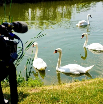 White swans swimming in a pond, captured closely through a camera lens
