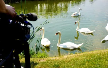 White swans swimming in a pond, captured closely through a camera lens