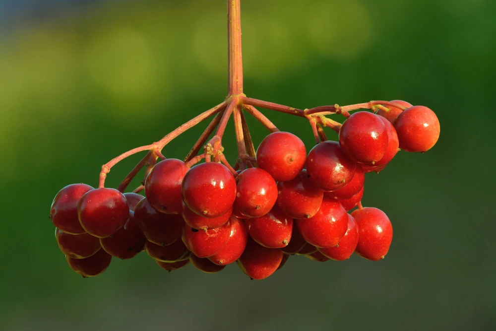 A bunch of ripe red viburnum berries against green foliage