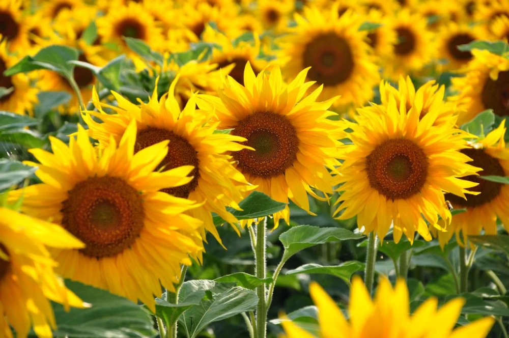 A field of bright yellow sunflowers on a sunny day