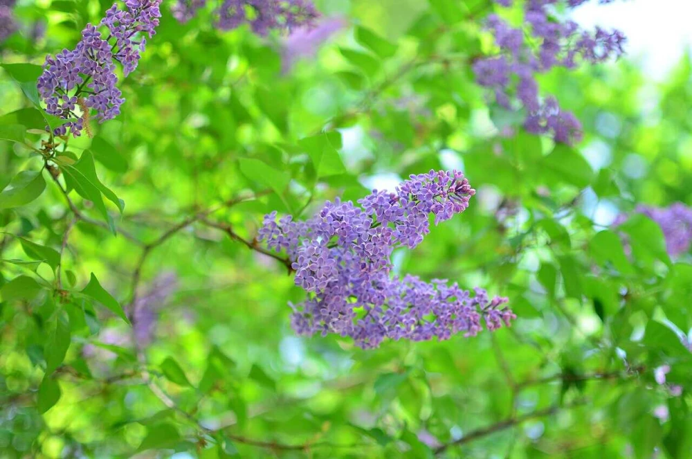 gallery-swiper__item-img