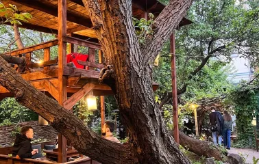 Chaguan in Kyiv - large tree growing through wooden outdoor tea pavilion