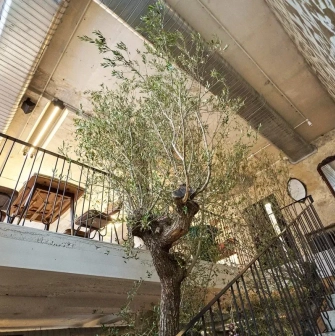 Shalom - second floor interior and olive tree