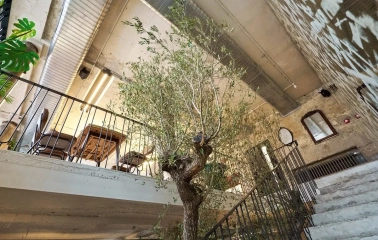 Shalom - second floor interior and olive tree