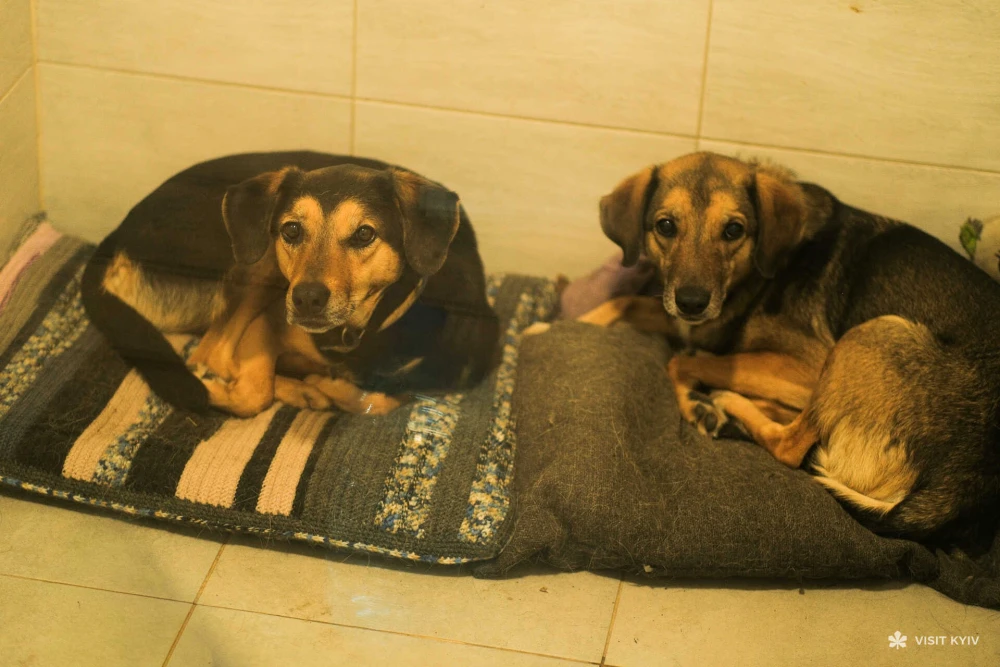 Two dogs resting on litter in the enclosure of the Patron Pet Center shelter at VDNH in Kyiv
