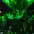 juice nocap club 4