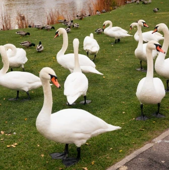 Many white swans and ducks on the grass by the lake at the Mezhyhirya Residence