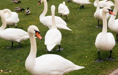 Many white swans and ducks on the grass by the lake at the Mezhyhirya Residence