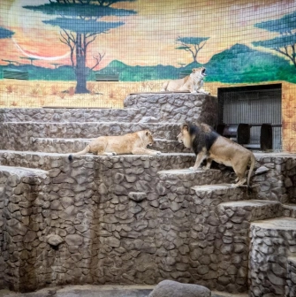 Lions rest on a rocky terrace in the Kyiv Zoo enclosure