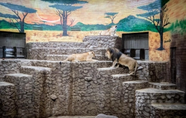 Lions rest on a rocky terrace in the Kyiv Zoo enclosure
