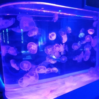 A large aquarium with transparent jellyfish under blue-violet lighting at the Jellyfish Museum in Kyiv