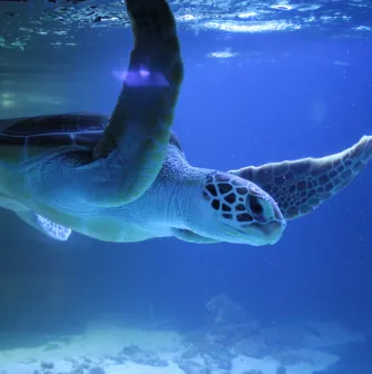Okeanarium Morska Kazka in Kyiv - large sea turtle swimming in the water