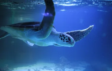 Okeanarium Morska Kazka in Kyiv - large sea turtle swimming in the water