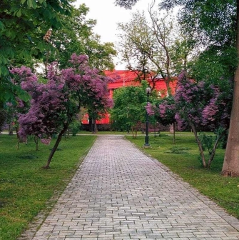 Alley with blooming lilacs in Taras Shevchenko Park