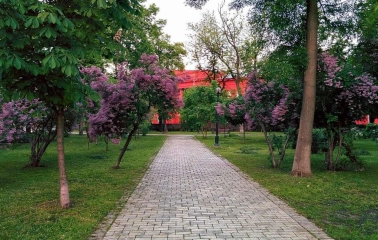 Alley with blooming lilacs in Taras Shevchenko Park