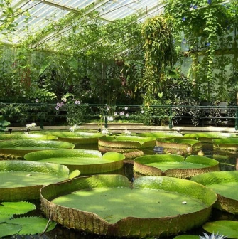 Large water lily Victoria regia in the greenhouse of the Fomin Botanical Garden